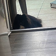 Oreo participe au concours pour gagner de l'argent avec cette photo : animal, black_dog, box, chair, daylight, dog, doorway, fluffy, glass_door, home, indoor, looking, outdoor, pet, quiet, resting, shadow, small_dog, tile_floor, wood_floor