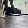 animal, black_dog, box, chair, daylight, dog, doorway, fluffy, glass_door, home, indoor, looking, outdoor, pet, quiet, resting, shadow, small_dog, tile_floor, wood_floor