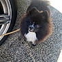 Oreo participe au concours pour gagner de l'argent avec cette photo : animal, black_and_white, car_tire, companion, curious, cute, dog, domestic_animal, fluffy, furry, leash, looking_up, outdoor, pavement, pet, pomeranian, shadow, small_dog, standing, sunlight