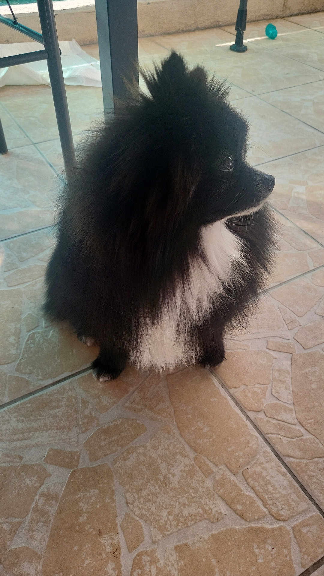 Oreo