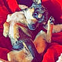 Bella a rejoint le concours — aidez-le/la à gagner de superbes lots ! dog, small_dog, lying_down, red_blanket, cozy, cute, pet, fur, playful, relaxed, ears_up, indoor, animal, canine, resting, snout, paw, sleepy, soft, companion