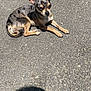 Bella a rejoint le concours — aidez-le/la à gagner de superbes lots ! dog, small_dog, spotted, outdoor, pavement, sunlight, shadow, animal, pet, relaxing, canine, ears_up, short_fur, sitting, daytime, alone, quiet, cute, tiny, resting