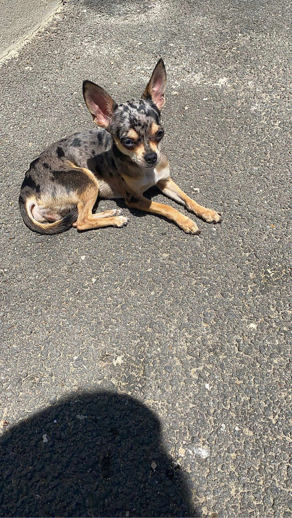Bella