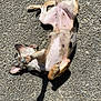 dog, lying_down, asphalt, sunlight, relaxed, playful, outdoor, paw, animal, pet, texture, black_and_tan, small_dog, fur, sunbathing, shadow, nature, cute, mammal, canine