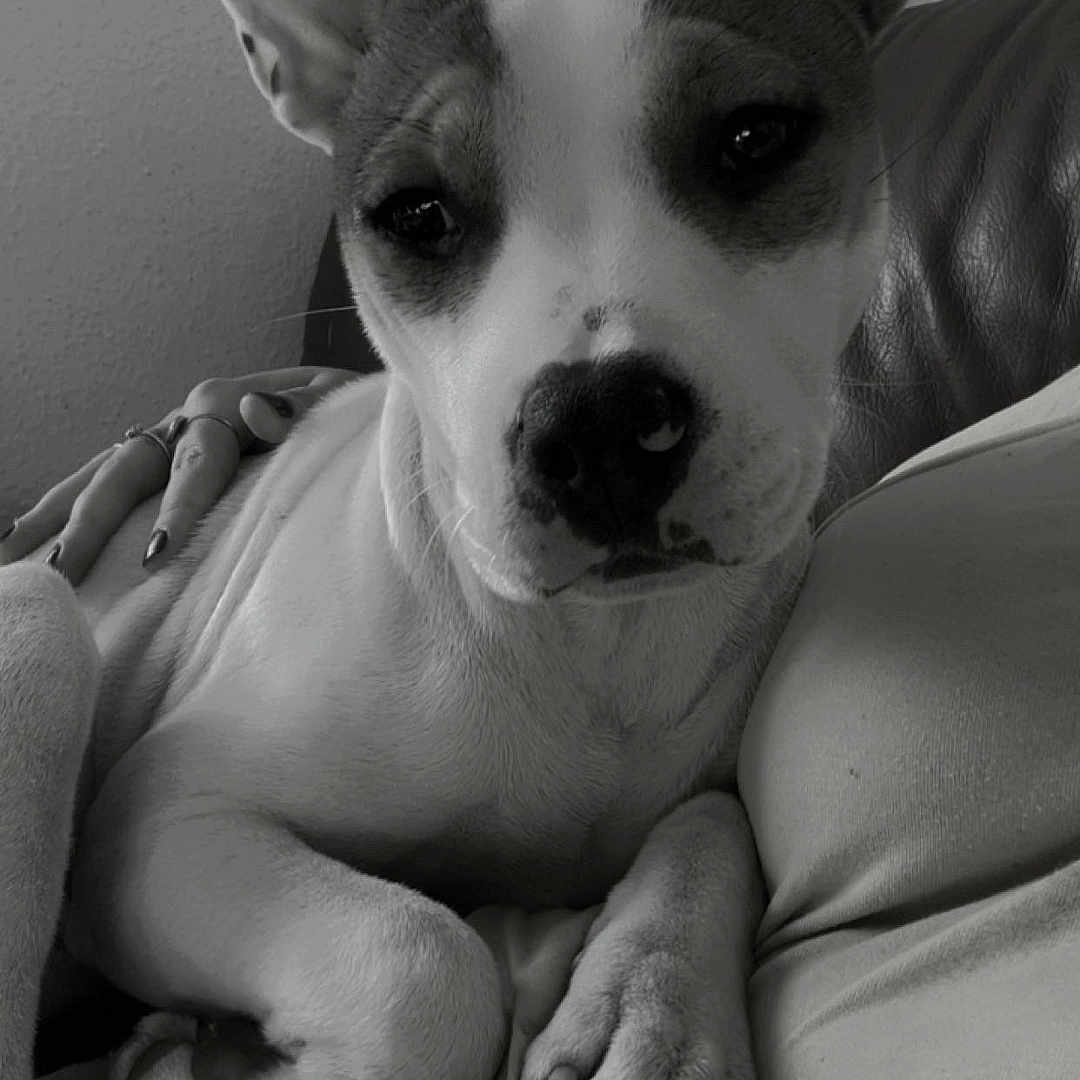 Hera participe au concours pour gagner de l'argent avec cette photo : black_and_white, blanket, close_up, couch, cozy, dog, ears, eyelids, human_hand, indoor, nails, nose, paws, pet, portrait, puppy, resting, rings, sofa, whiskers
