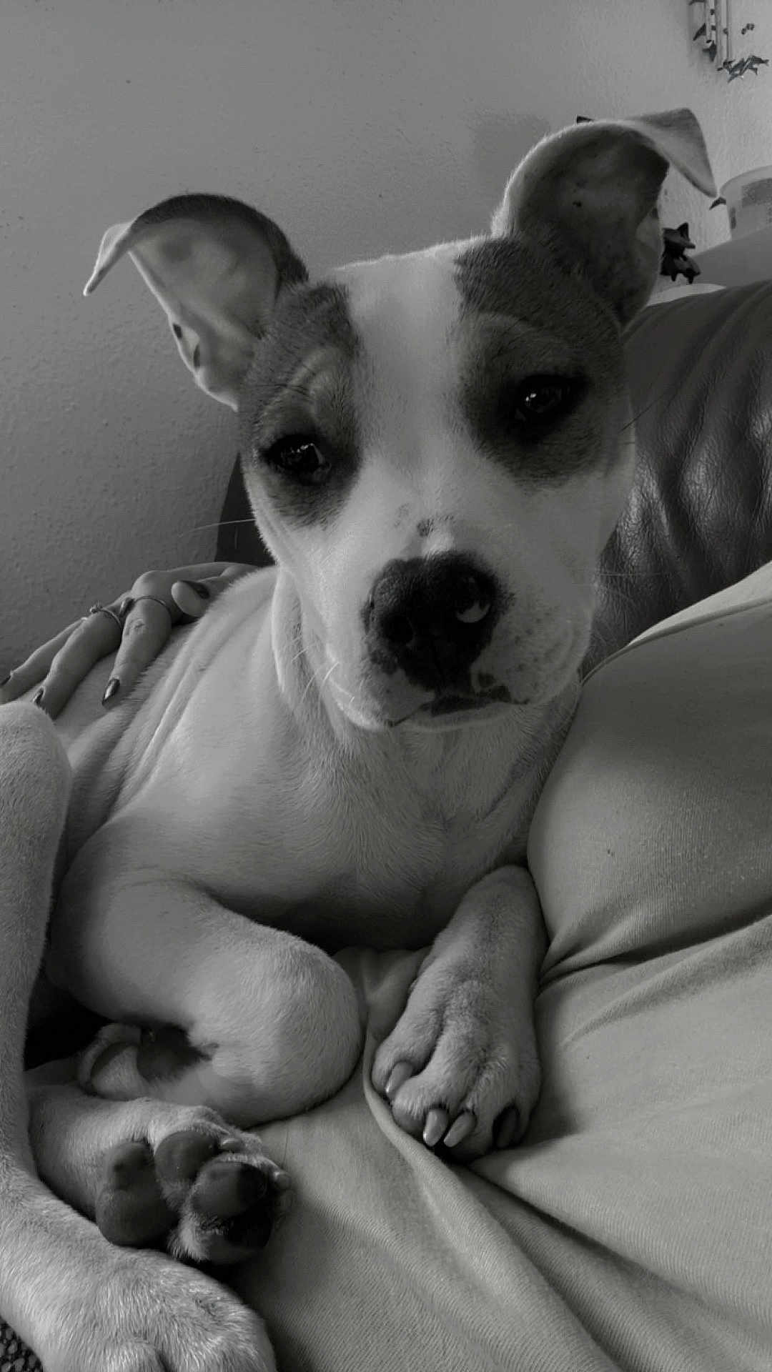 Hera participe au concours pour gagner de l'argent avec cette photo : dog, puppy, pet, close_up, portrait, paws, nose, ears, sofa, couch, blanket, human_hand, rings, nails, resting, cozy, indoor, black_and_white, whiskers, eyelids