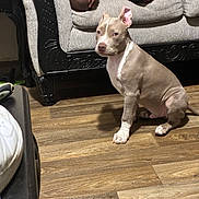 Chosen is registered to the contest to win money with this photo: dog, puppy, indoor, wooden_floor, couch, furniture, person, arm, knee, plaid_clothing, pet, animal, brown_dog, white_paws, flooring, home, living_room, seated, ear_up, curious