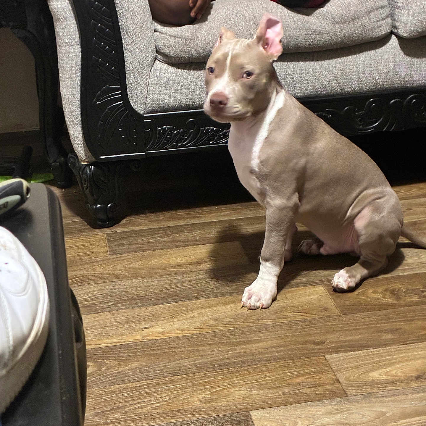 Chosen is registered to the contest to win money with this photo: dog, puppy, indoor, wooden_floor, couch, furniture, person, arm, knee, plaid_clothing, pet, animal, brown_dog, white_paws, flooring, home, living_room, seated, ear_up, curious