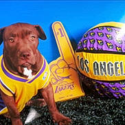 Ko. is registered to the contest to win money with this photo: dog, pit_bull, lakers, basketball, foam_finger, jersey, los_angeles, purple_yellow, sports_fan, studio_backdrop, blue_background, closeup, portrait, paws, ears, eyes, grass_rug, toy_ball, mascot, fan