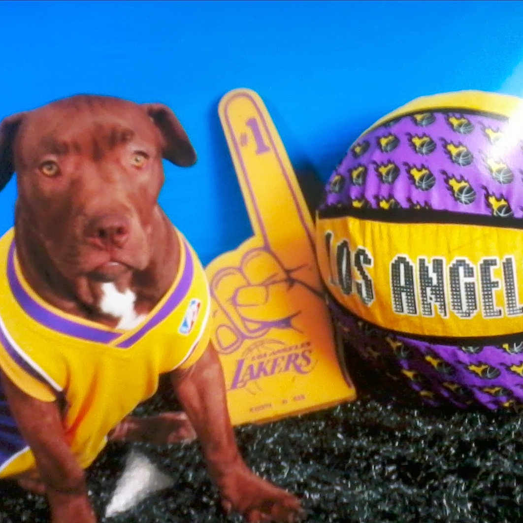 Ko. is registered to the contest to win money with this photo: basketball, blue_background, closeup, dog, ears, eyes, fan, foam_finger, grass_rug, jersey, lakers, los_angeles, mascot, paws, pit_bull, portrait, purple_yellow, sports_fan, studio_backdrop, toy_ball