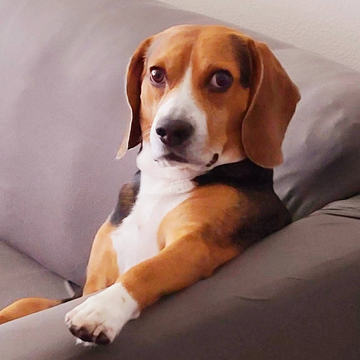 Tyson joined the competition — help win amazing prizes! american_foxhound, beagle, beagle_harrier, beaglier, canidae, carnivore, companion_dog, dog, dog_breed, drever, english_foxhound, estonian_hound, finnish_hound, hamiltonstovare, harrier, mammal, posavac_hound, serbian_tricolour_hound, treeing_walker_coonhound, vertebrate