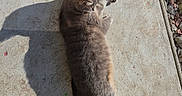 Prunelle a rejoint le concours — aidez-le/la à gagner de superbes lots ! cat, animal, pet, sunlight, shadow, concrete, outdoor, relaxed, lying_down, feline, gray_cat, striped_cat, daylight, nature, quiet, resting, small_stones, texture, background, sidewalk