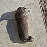 cat, animal, pet, sunlight, shadow, concrete, outdoor, relaxed, lying_down, feline, gray_cat, striped_cat, daylight, nature, quiet, resting, small_stones, texture, background, sidewalk