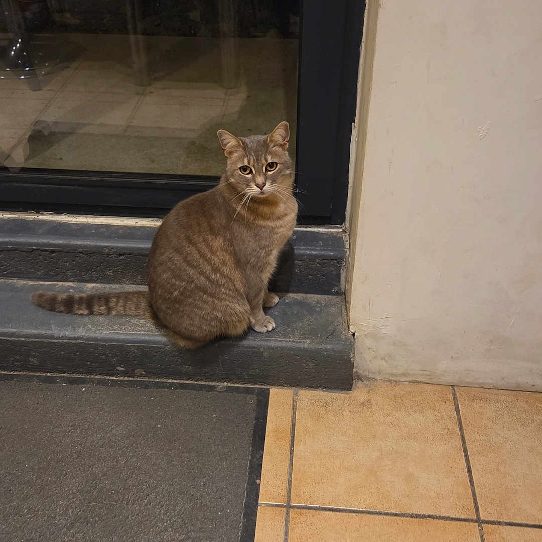 Prunelle a rejoint le concours — aidez-le/la à gagner de superbes lots ! cat, tabby_cat, pet, animal, doorstep, door, glass, floor, tile_floor, carpet, indoor, looking, sitting, curious, calm, animal_face, mammal, whiskers, ears, tail