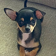 Coco Chanel joined the competition — help win amazing prizes! puppy, dog, pet, cute, small_dog, black_dog, tan_markings, white_chest, ears, couch, indoor, looking_at_camera, lying_down, fur, animal, companion, adorable, alert, tail, young_dog