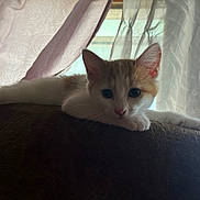 Lil Baby is registered to the contest to win money with this photo: cat, kitten, couch, indoor, curtains, window, relaxing, pet, animal, fur, whiskers, ears, paw, home, furniture, soft_light, shadow, resting, alert, cozy