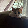 cat, kitten, couch, indoor, curtains, window, relaxing, pet, animal, fur, whiskers, ears, paw, home, furniture, soft_light, shadow, resting, alert, cozy