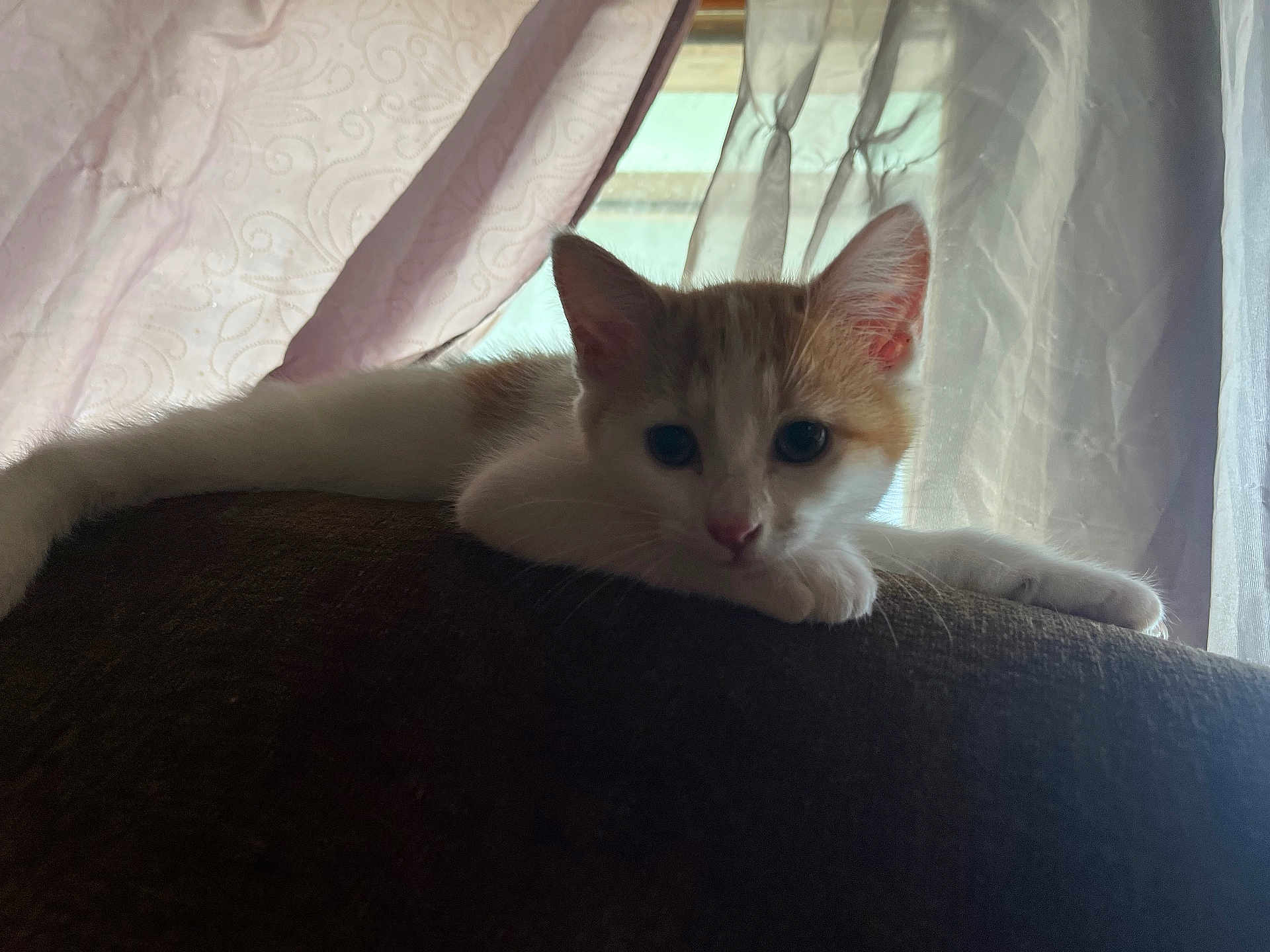 Lil Baby is registered to the contest to win money with this photo: cat, kitten, couch, indoor, curtains, window, relaxing, pet, animal, fur, whiskers, ears, paw, home, furniture, soft_light, shadow, resting, alert, cozy