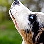 dog, close_up, blue_eye, fur, outdoor, nature, animal, portrait, looking_up, canine, snout, whiskers, black_and_white, brown, soft_focus, background_blur, side_view, pet, muzzle, alert