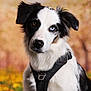 Baloo participe au concours pour gagner de l'argent avec cette photo : dog, border_collie, black_and_white, heterochromia, blue_eye, brown_eye, harness, portrait, outdoor, autumn, blurred_background, fluffy_fur, animal, pet, canine, close_up, looking, ears, cute, nature