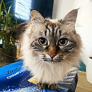 Lily a rejoint le concours — aidez-le/la à gagner de superbes lots ! cat, fluffy, blue_box, indoor, curious, close_up, pet, whiskers, ears, face, eyes, feline, domestic_animal, table, plant, houseplant, brown, white, tabby, soft_fur