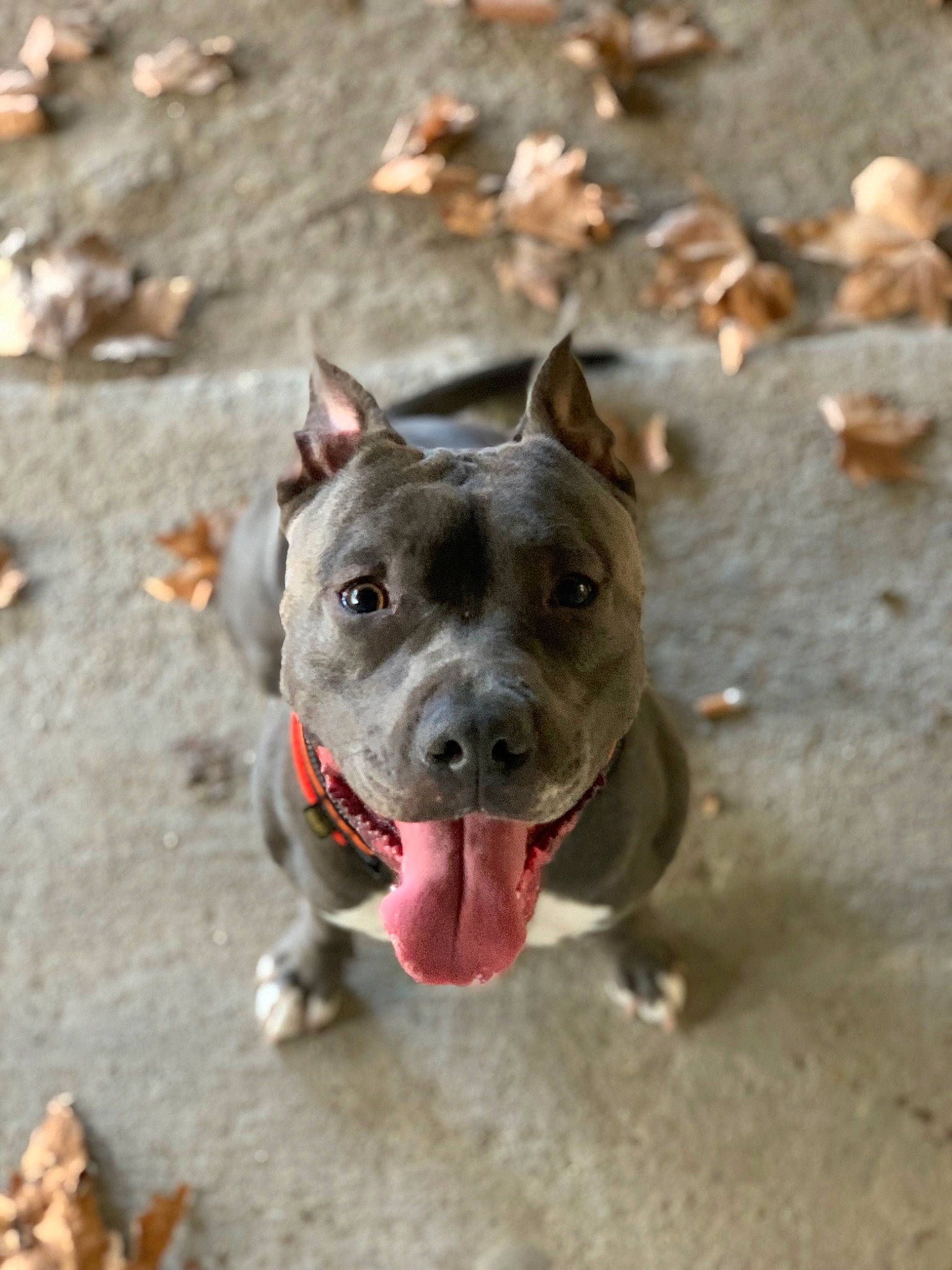 Rakan participe au concours pour gagner de l'argent avec cette photo : adventure, australian_stumpy_tail_cattle_dog, canidae, carnivore, collar, companion_dog, dog, dog_breed, dog_collar, fawn, leash, non_sporting_group, puppy, sand, snout, soil, sporting_group, whiskers, working_animal, working_dog