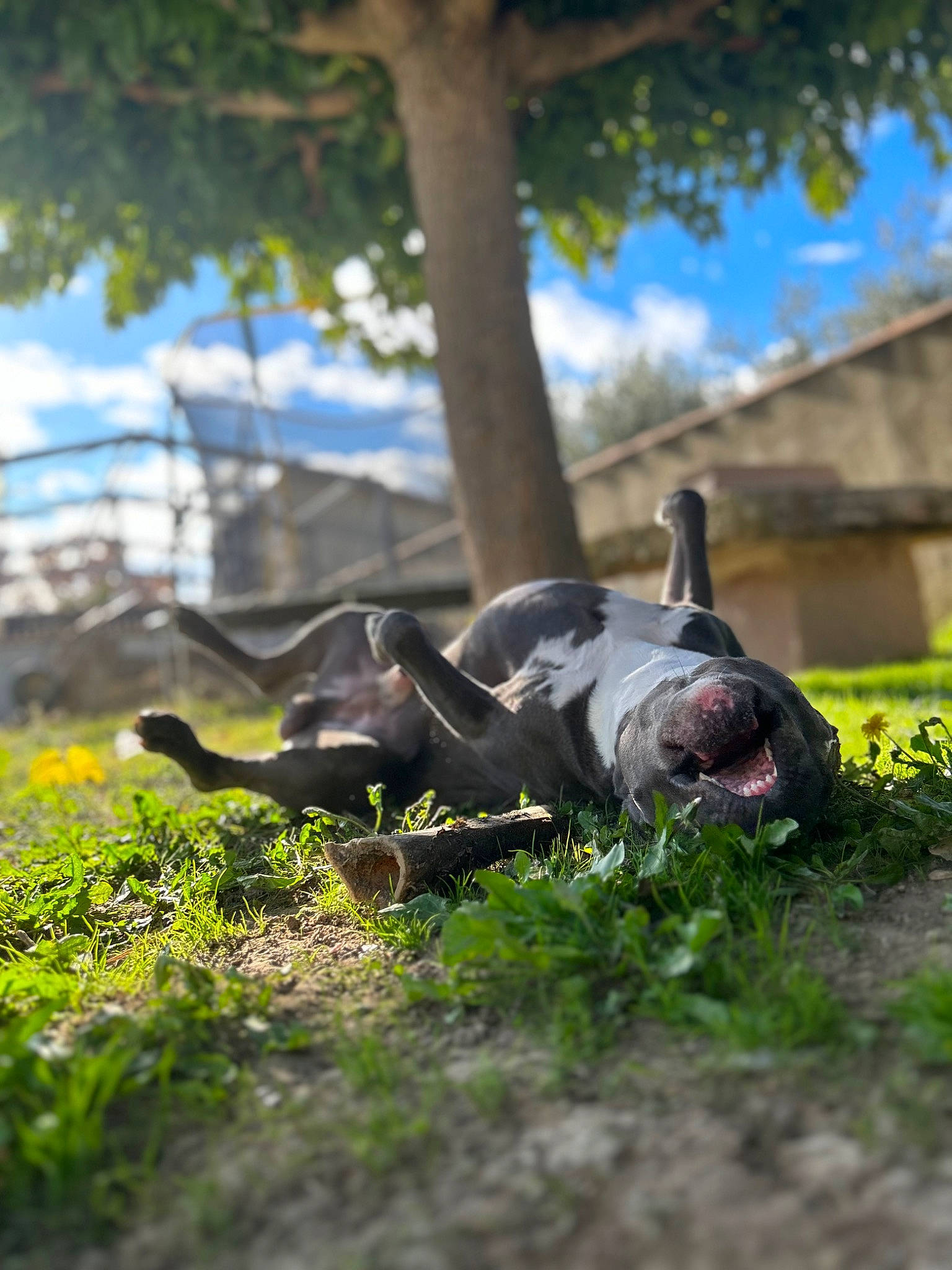 Rakan a rejoint le concours — aidez-le/la à gagner de superbes lots ! canidae, carnivore, cloud, companion_dog, dog, dog_breed, fawn, grass, grassland, groundcover, leisure, plant, sky, snout, sporting_group, tail, terrestrial_animal, tree, wildlife, working_animal