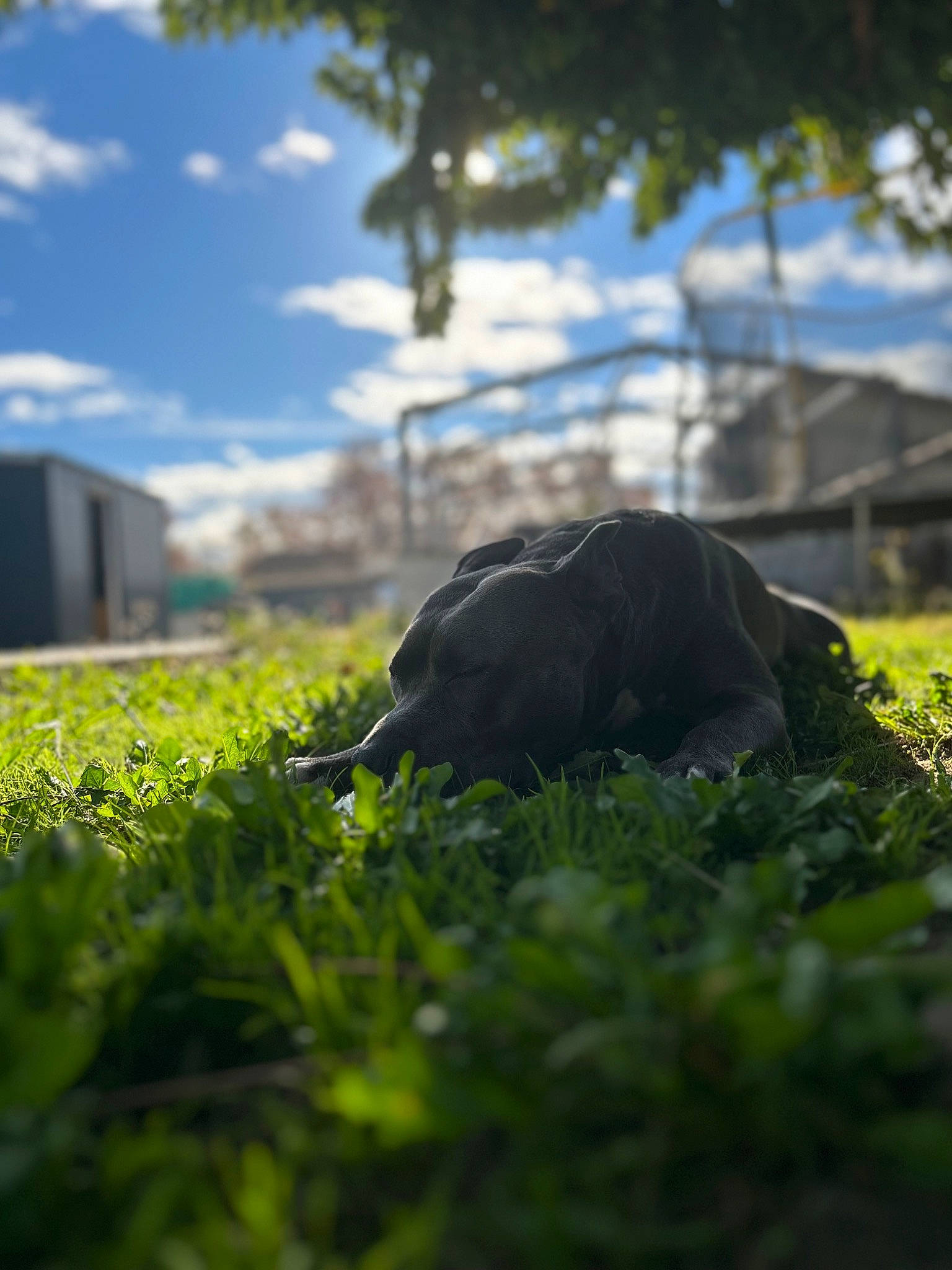 Rakan participe au concours pour gagner de l'argent avec cette photo : agriculture, cloud, field, grass, grassland, groundcover, landscape, lawn, meadow, pasture, people_in_nature, plant, plantation, shrub, sky, soil, sunlight, tints_and_shades, tree, working_animal