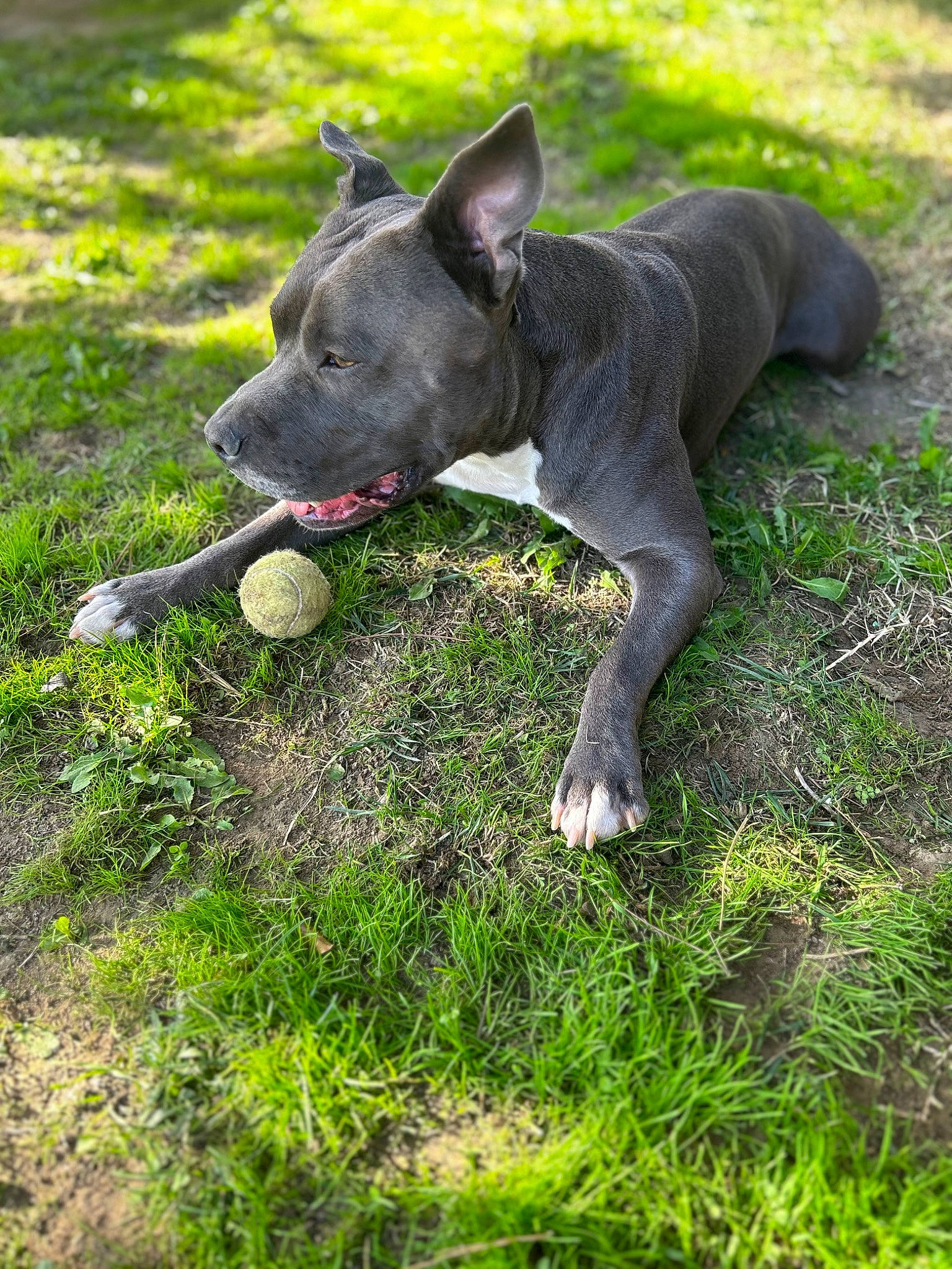 Rakan a rejoint le concours — aidez-le/la à gagner de superbes lots ! carnivore, collar, companion_dog, dog, dog_breed, dog_collar, grass, grassland, groundcover, mexican_hairless_dog, non_sporting_group, plant, sporting_group, tail, terrestrial_animal