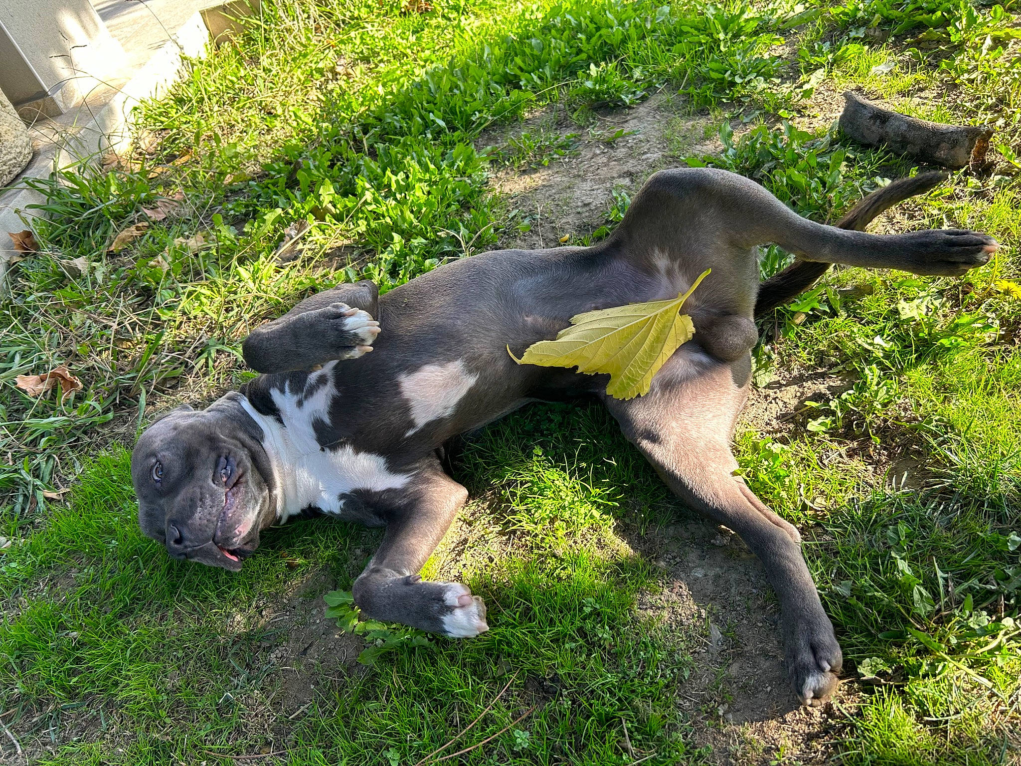 Rakan participe au concours pour gagner de l'argent avec cette photo : canidae, carnivore, companion_dog, dog, dog_breed, fawn, fur, grass, groundcover, guard_dog, gun_dog, hunting_dog, non_sporting_group, plant, sporting_group, tail, terrestrial_animal, working_animal