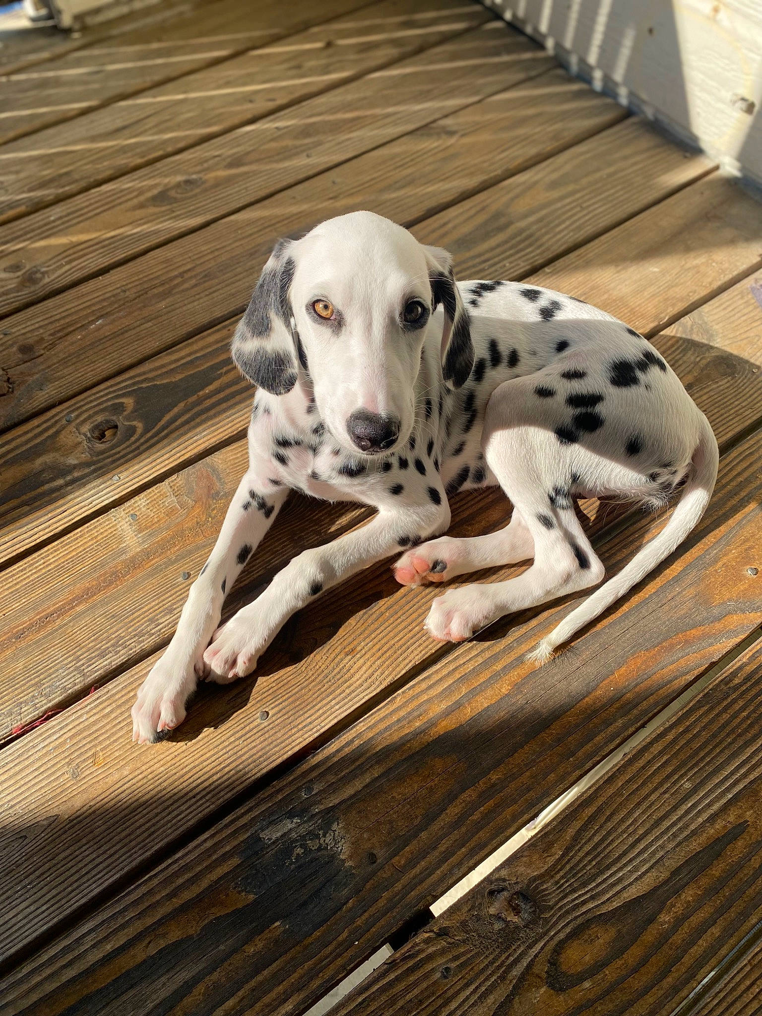 Mary Poppins is registered to the contest to win money with this photo: canidae, carnivore, collar, companion_dog, dog, dog_breed, dog_collar, fawn, hardwood, non_sporting_group, paw, pet_supply, plank, snout, sporting_group, terrestrial_animal, wood, wood_stain, working_animal, working_dog