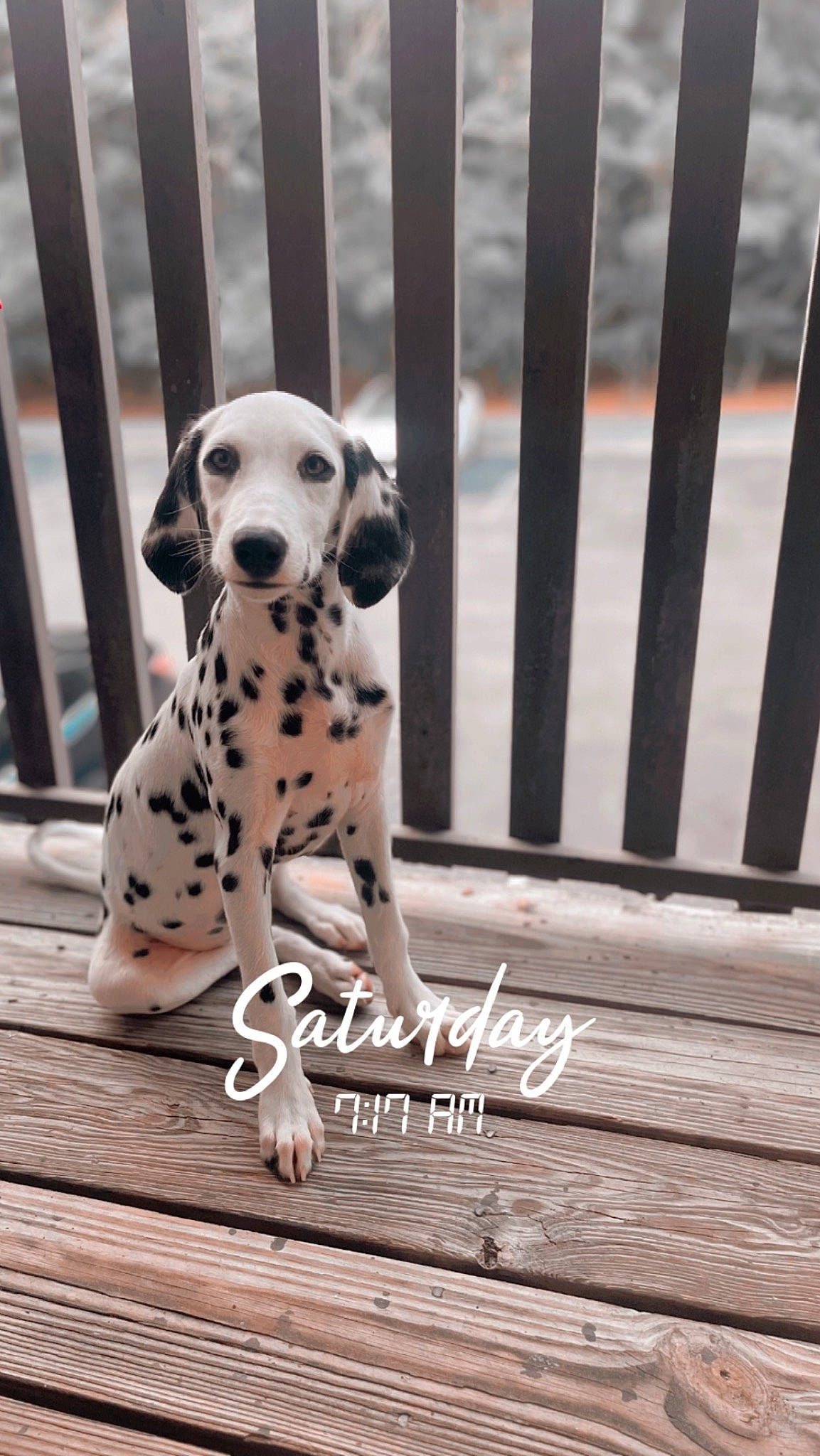 Mary Poppins joined the competition — help win amazing prizes! carnivore, companion_dog, dalmatian, dog, dog_breed, dog_supply, fawn, fence, grey, metal, monochrome_photography, pattern, pet_supply, snout, sporting_group, terrestrial_animal, whiskers, white, wood, working_animal