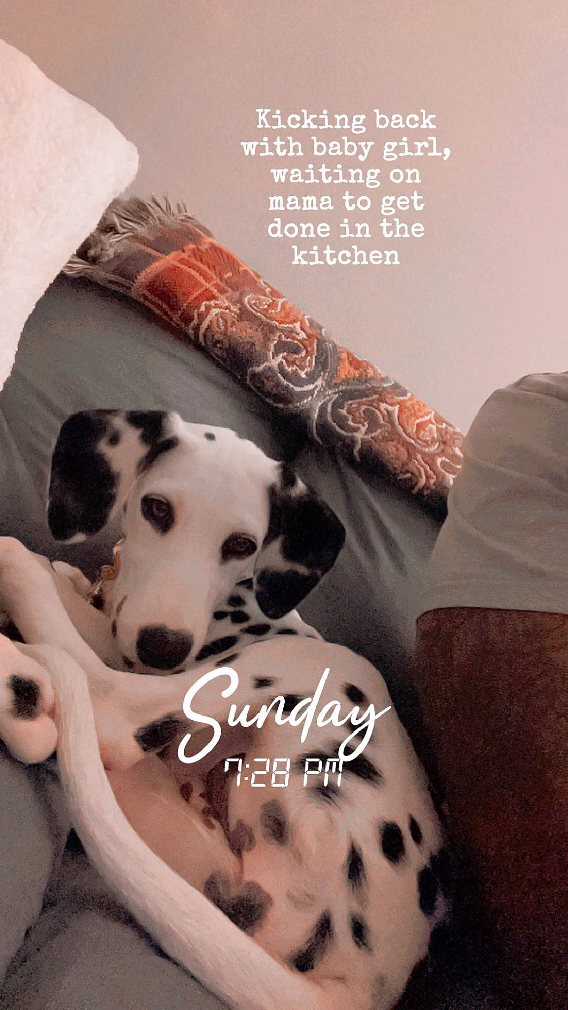 Mary Poppins joined the competition — help win amazing prizes! canidae, carnivore, comfort, companion_dog, couch, dog, dog_breed, dog_supply, fawn, fur, human_leg, linens, pattern, pet_supply, sitting, sleeve, snout, sporting_group, thigh, working_animal