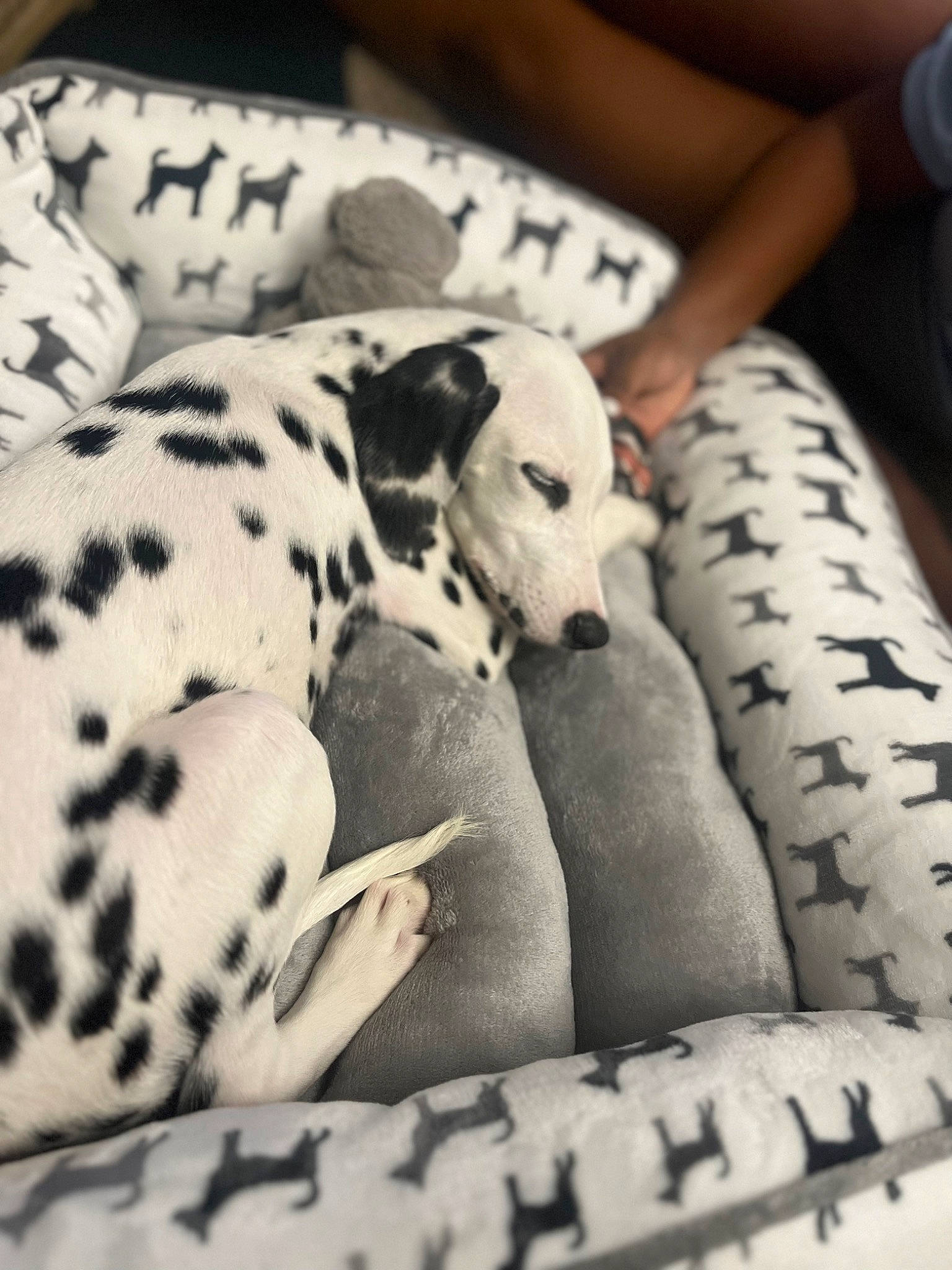 Mary Poppins is registered to the contest to win money with this photo: black, black_and_white, canidae, carnivore, comfort, companion_dog, dog, dog_breed, fawn, human_leg, monochrome, monochrome_photography, pattern, snapshot, snout, sporting_group, style, vertebrate, white, working_animal