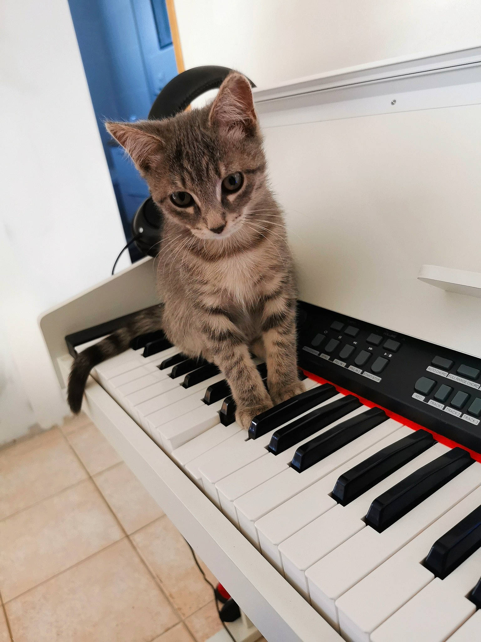 Carlos participe au concours pour gagner de l'argent avec cette photo : audio_equipment, carnivore, cat, comfort, digital_piano, electric_piano, electronic_device, electronic_instrument, electronic_keyboard, electronic_musical_instrument, felidae, input_device, keyboard, music, musical_instrument, musical_instrument_accessory, musical_keyboard, piano, small_to_medium_sized_cats, whiskers