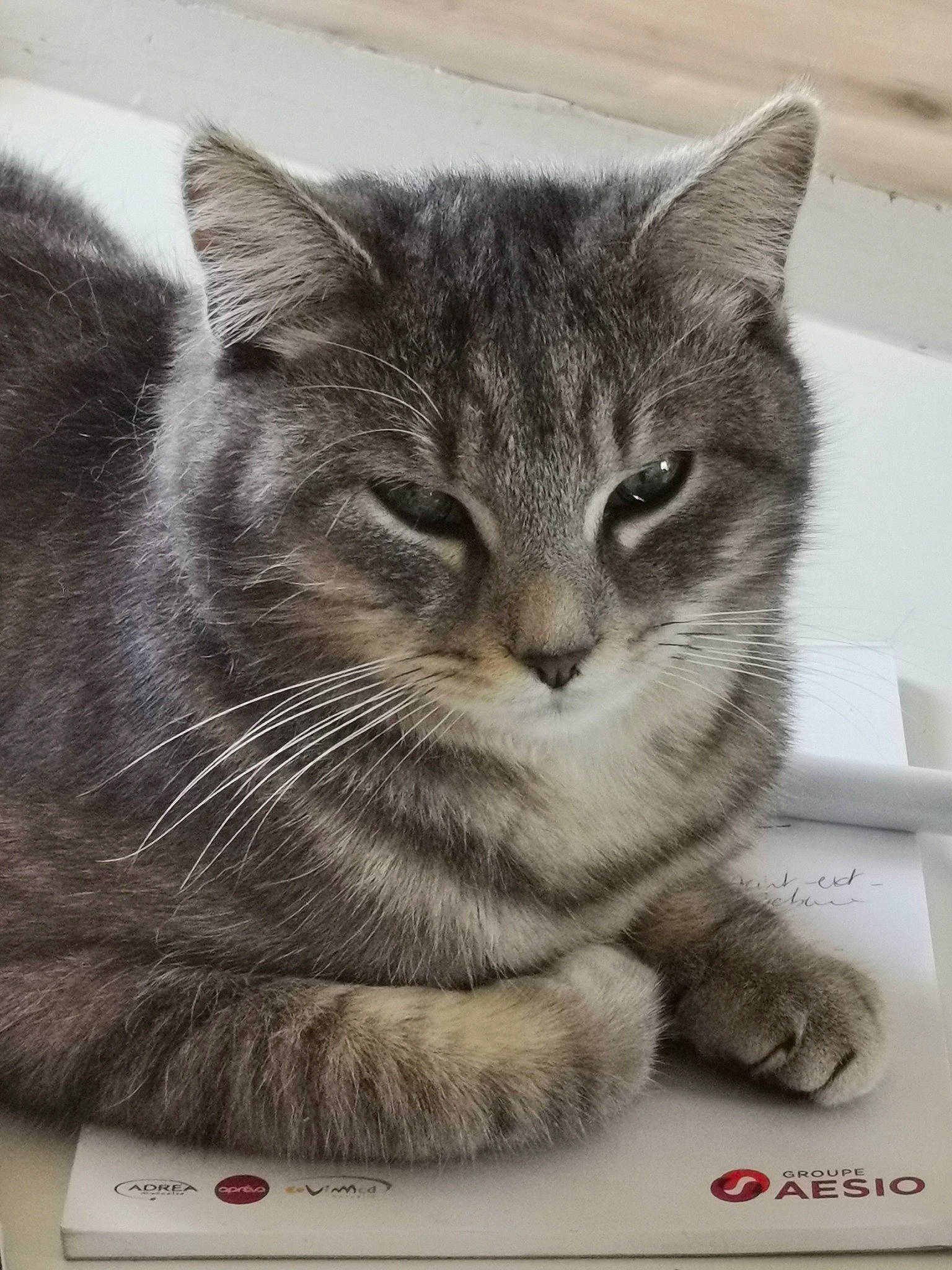 Mya a rejoint le concours — aidez-le/la à gagner de superbes lots ! box, carnivore, cat, domestic_short_haired_cat, felidae, fur, grey, paw, photo_caption, rectangle, small_to_medium_sized_cats, snout, terrestrial_animal, whiskers, window