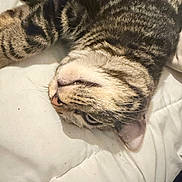 Toast Malone joined the competition — help win amazing prizes! cat, tabby, pet, animal, feline, fur, whiskers, relaxed, lying, quilt, white_background, striped, cute, indoor, closeup, sleepy, face, paw, ears, nose