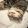 cat, tabby, pet, animal, feline, fur, whiskers, relaxed, lying, quilt, white_background, striped, cute, indoor, closeup, sleepy, face, paw, ears, nose