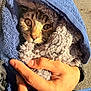 animal, blue, cat, comfort, cozy, cute, eyes, face, fur, hand, human, outdoor, pavement, pet, snug, sunlight, tabby, texture, towel, warm