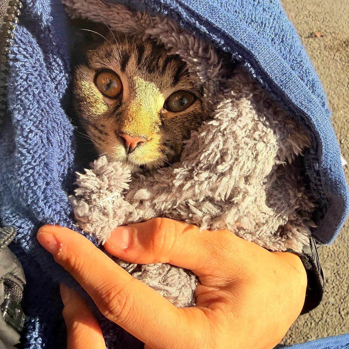Toast Malone joined the competition — help win amazing prizes! animal, blue, cat, comfort, cozy, cute, eyes, face, fur, hand, human, outdoor, pavement, pet, snug, sunlight, tabby, texture, towel, warm