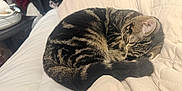 Toast Malone joined the competition — help win amazing prizes! cat, tabby, sleeping, curled_up, blanket, quilted, pet, feline, tail, fur, cozy, resting, indoor, cute, animal, domestic, comfort, relaxed, whiskers, nap
