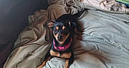 Dabby Doo is registered to the contest to win money with this photo: animal, bed, bedding, blanket, collar, cozy, curious, dog, ears, fur, indoor, light, looking_at_camera, paw, pet, pink_collar, resting, shadow, small_dog, wooden_floor
