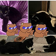 The Four Bs is registered to the contest to win money with this photo: cat, black_cat, white_paws, purple_blanket, carpet, mouse, animal, pet, indoor, relaxing, playing, collage, cartoon_bear, sunglasses, feline, cute, laying_down, curious, home, funny