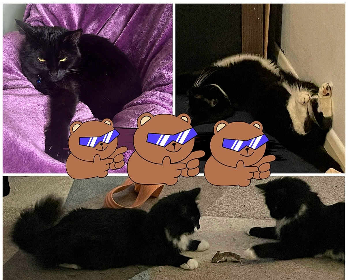 The Four Bs is registered to the contest to win money with this photo: cat, black_cat, white_paws, purple_blanket, carpet, mouse, animal, pet, indoor, relaxing, playing, collage, cartoon_bear, sunglasses, feline, cute, laying_down, curious, home, funny