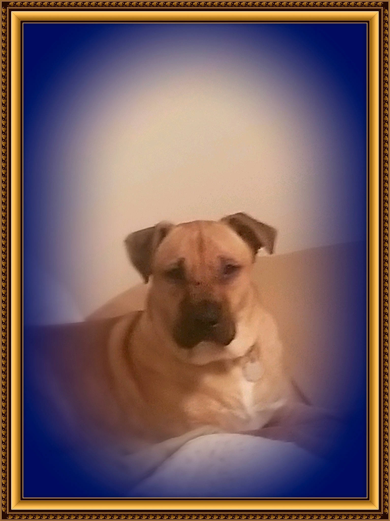 Roscoe joined the competition — help win amazing prizes! art, canidae, carnivore, companion_dog, dog, dog_breed, drawing, fawn, fog, font, fur, illustration, painting, pet_supply, picture_frame, plant, rectangle, sporting_group, square, visual_arts