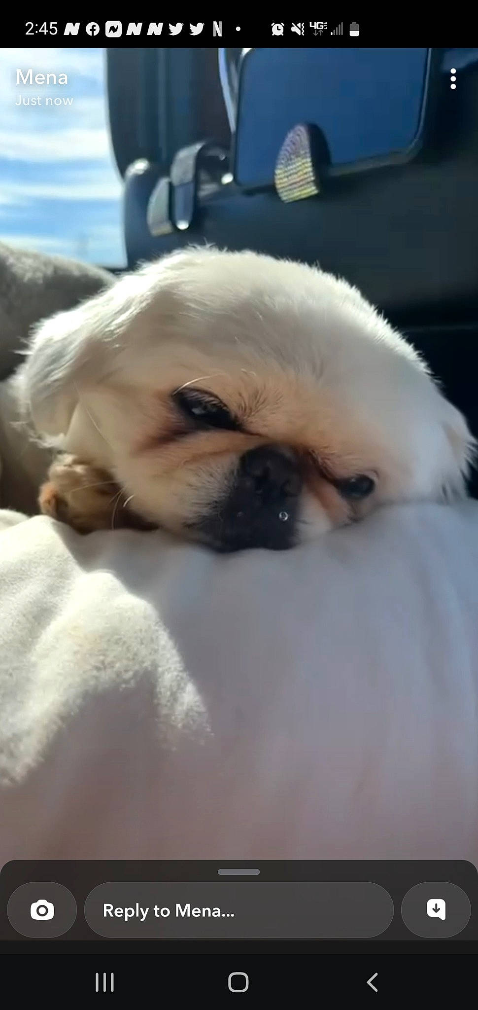 Olivia is registered to the contest to win money with this photo: ancient_dog_breeds, canidae, carnivore, companion_dog, dog, dog_breed, eye, fawn, fur, non_sporting_group, pekingese, pug, puppy, puppy_love, snout, sporting_group, toy_dog, whiskers, working_animal, wrinkle