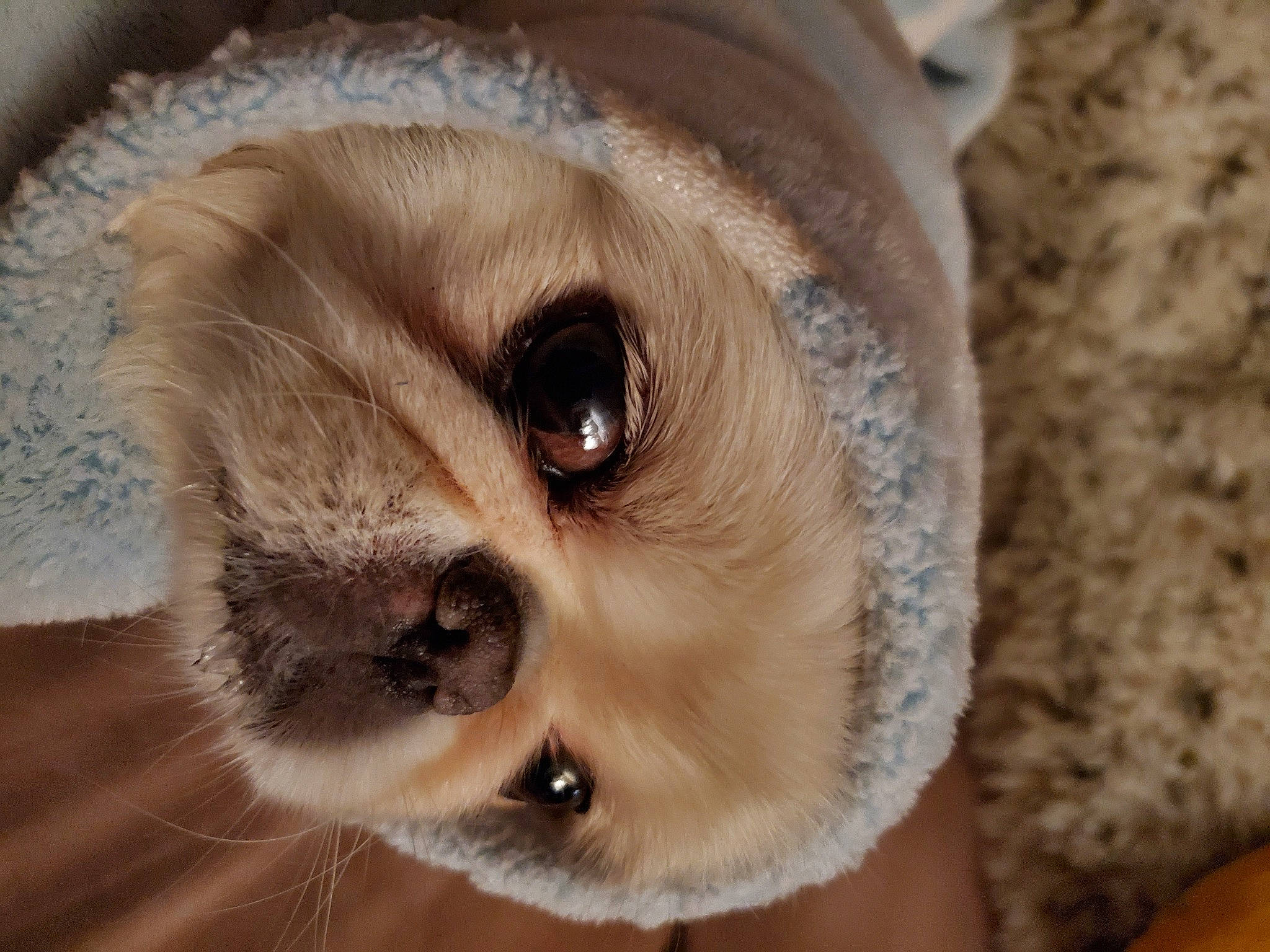 Olivia joined the competition — help win amazing prizes! canidae, carnivore, close_up, companion_dog, dog, dog_breed, ear, eye, eyelash, fawn, fur, iris, nose, snout, sporting_group, terrestrial_animal, toy_dog, whiskers, wildlife, working_animal