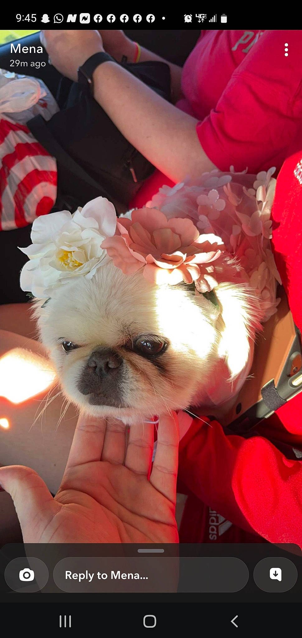 Olivia joined the competition — help win amazing prizes! canidae, carnivore, companion_dog, dog, dog_breed, dog_clothes, dog_supply, event, fawn, flooring, fur, non_sporting_group, pink, puppy_love, shih_tzu, snout, sporting_group, toy_dog, working_animal, wrinkle