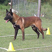 Eltonn Du Creux Thatcher a rejoint le concours — aidez-le/la à gagner de superbes lots !