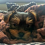 Tokyo a rejoint le concours — aidez-le/la à gagner de superbes lots ! puppy, dog, blanket, cozy, fur, cute, pet, animal, snuggling, brown, ears, face, adorable, resting, soft, closeup, indoor, comfort, sleepy, warm